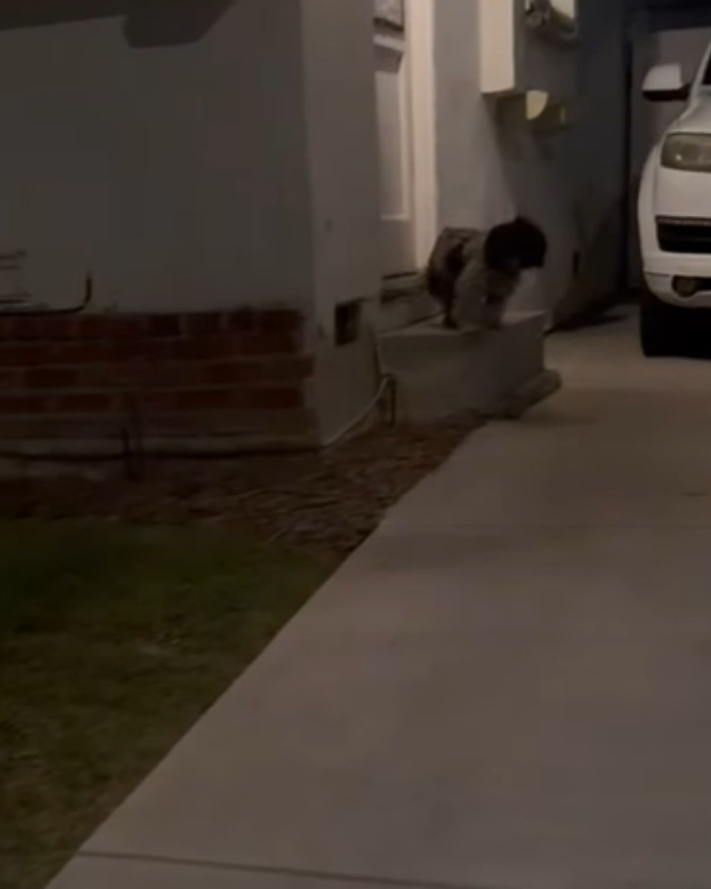 shaggy dog ​​on the stairs