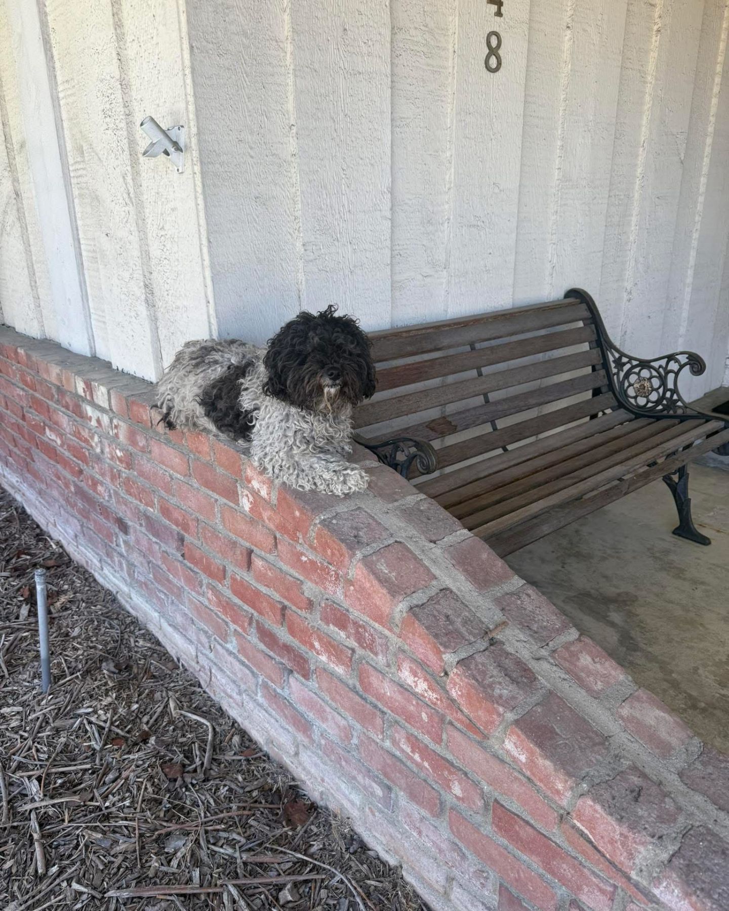 shaggy dog ​​on the wall