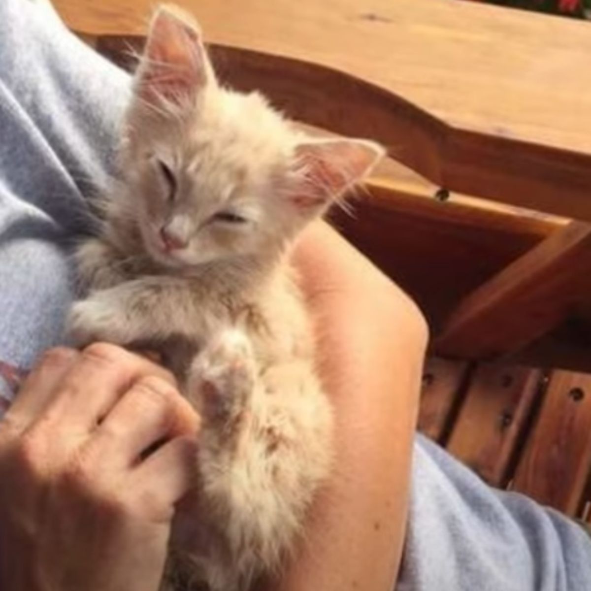 shaggy kitten in hands