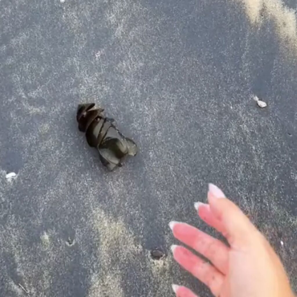 shark egg on the beach