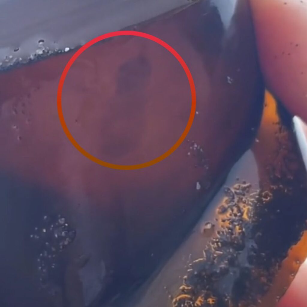 shark eggs in the water