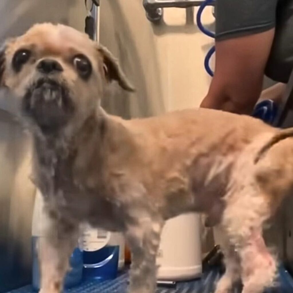 shaved puppy