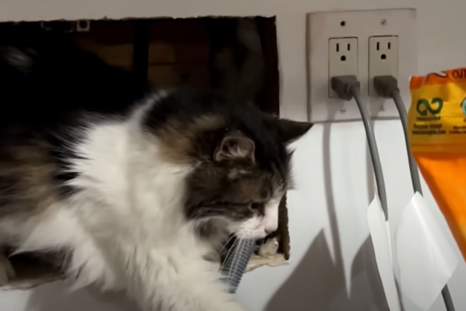 shelter cat comes out