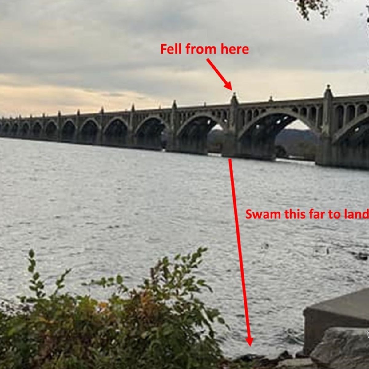 showing where the raccoon is