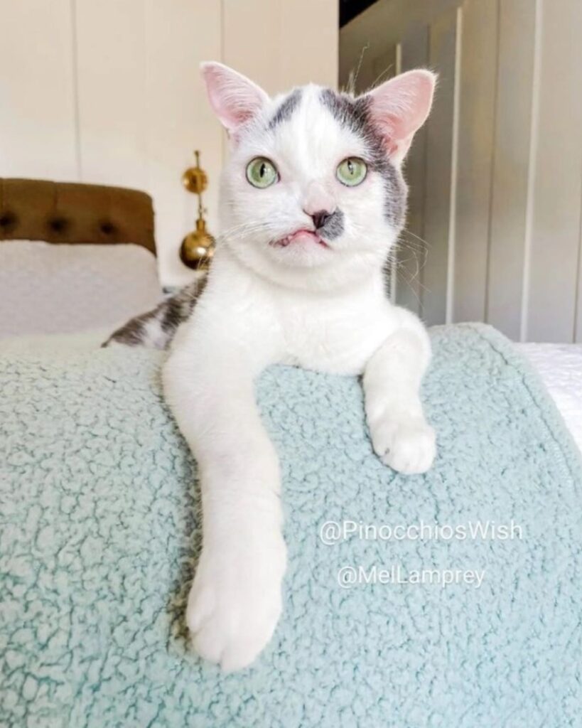 sick cat leaning on a chair
