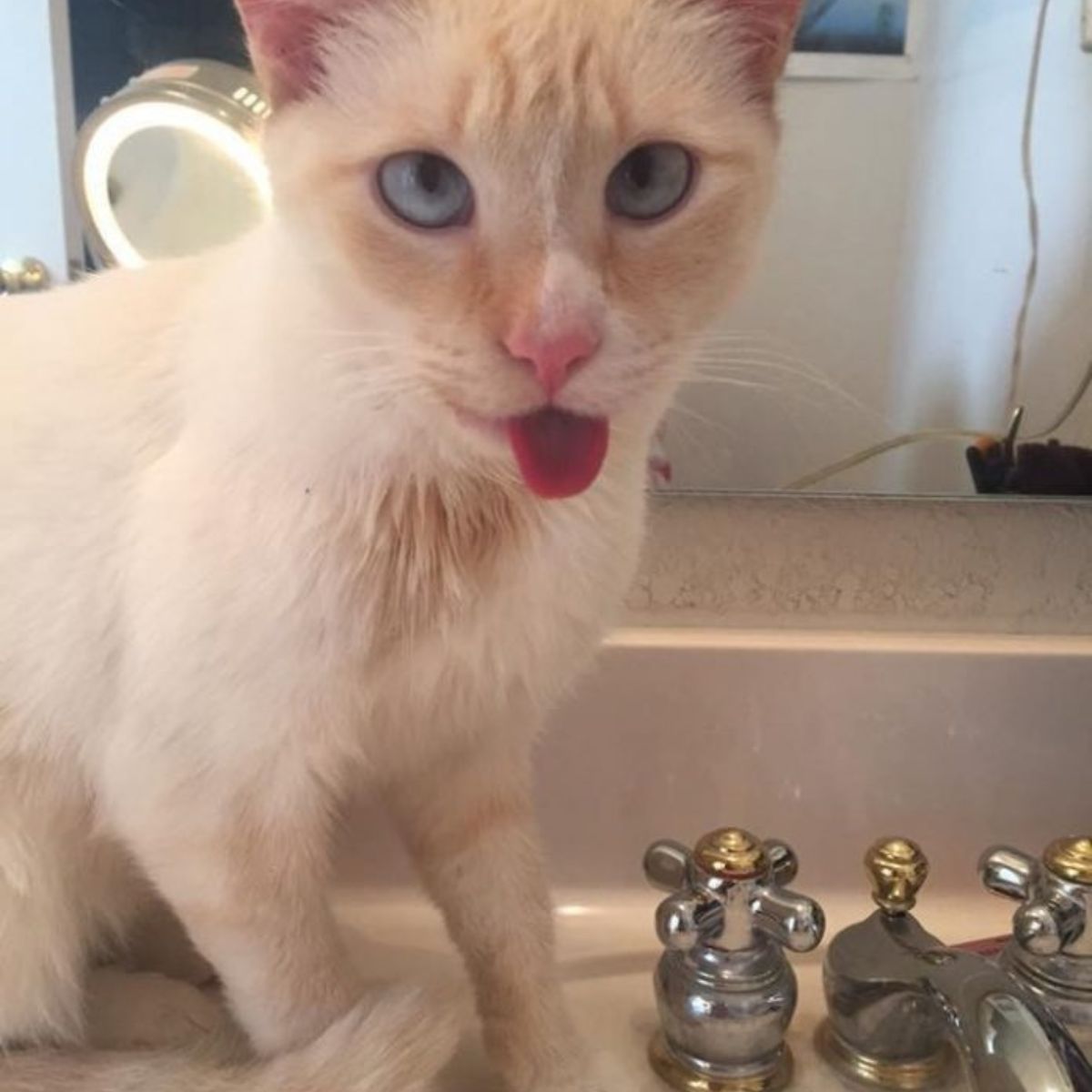 sick cat stuck out its tongue