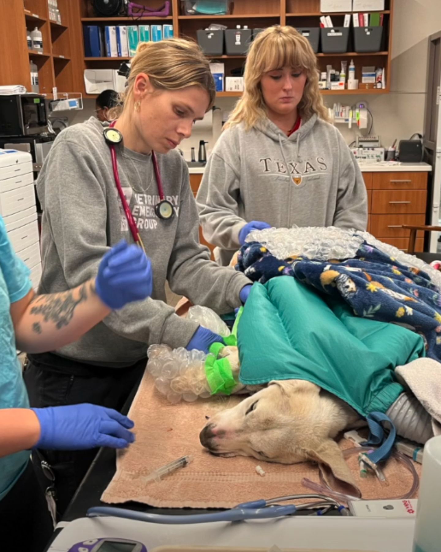 sick dog struggles at the vet