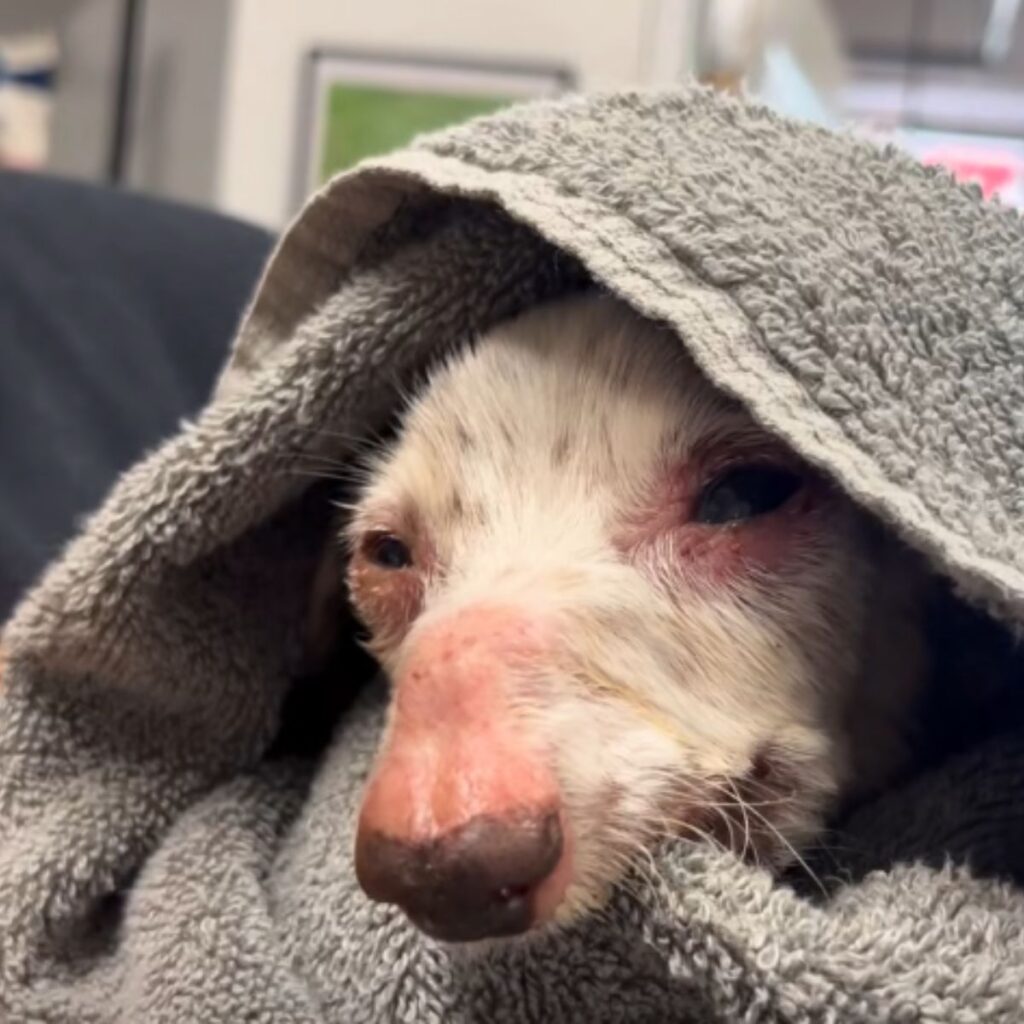 sick dog wrapped in a towel