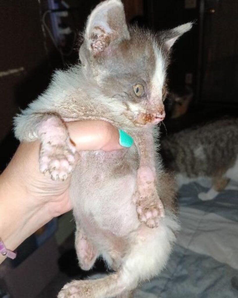 sick kitten in a woman's hand