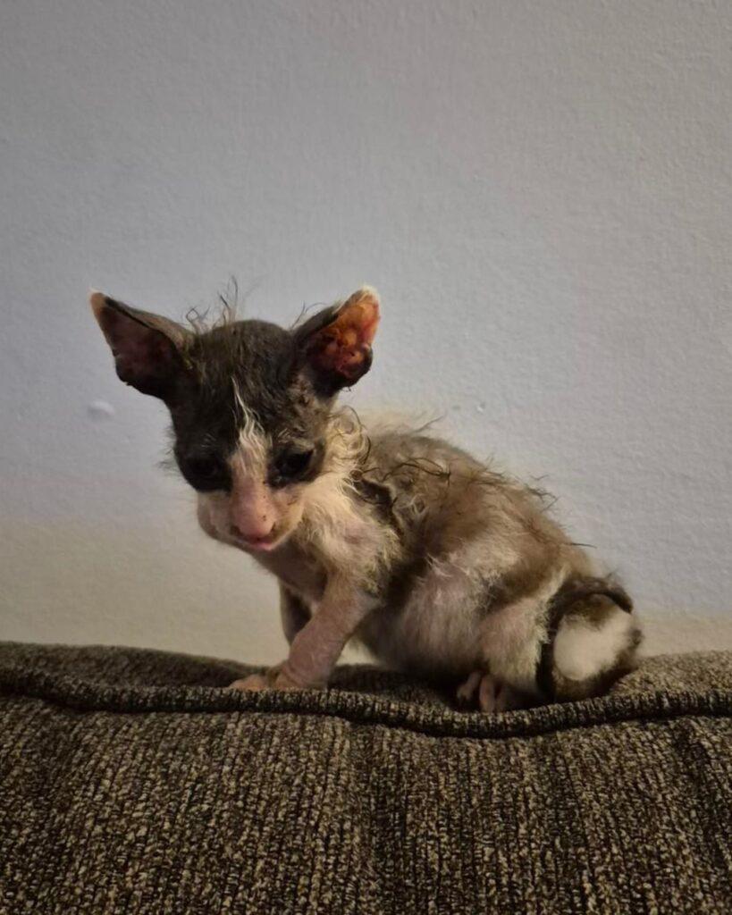 sick kitten sitting on a pillow