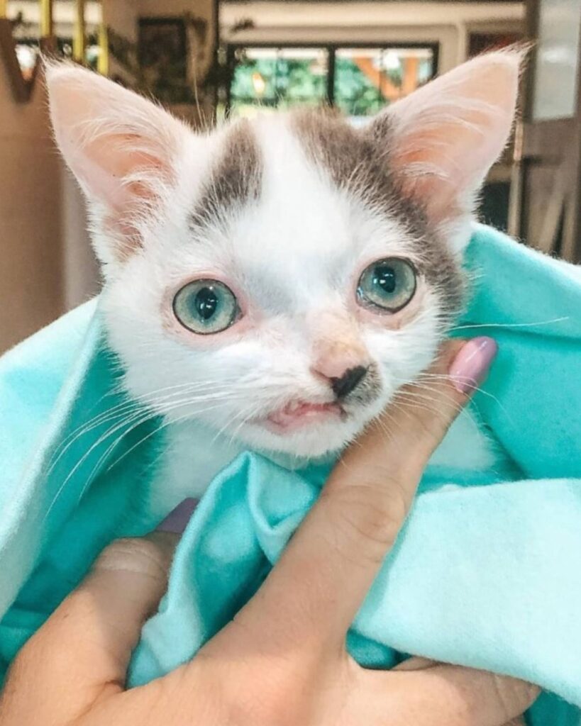sick kitten with light blue eyes