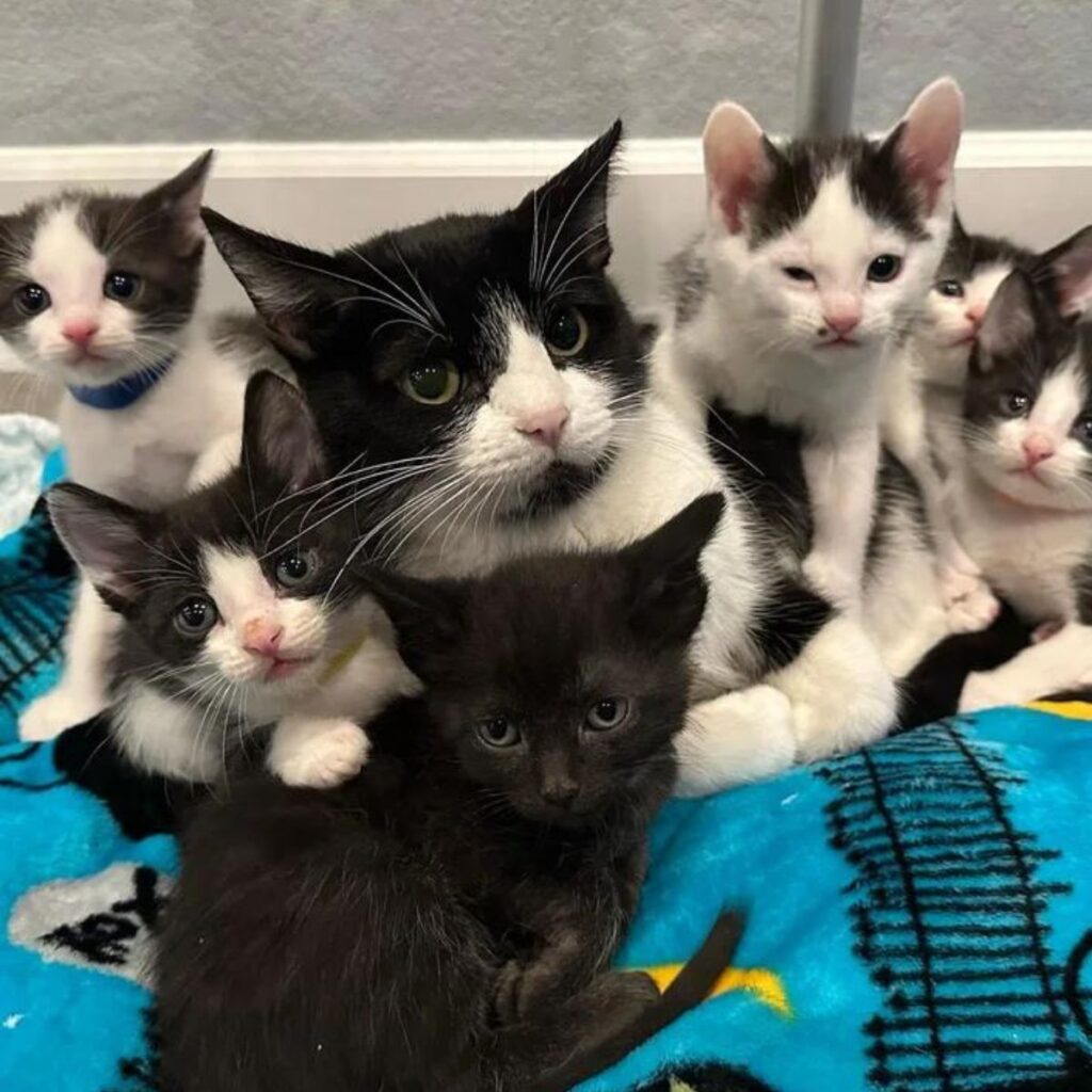 six kittens are sitting next to their mother cat