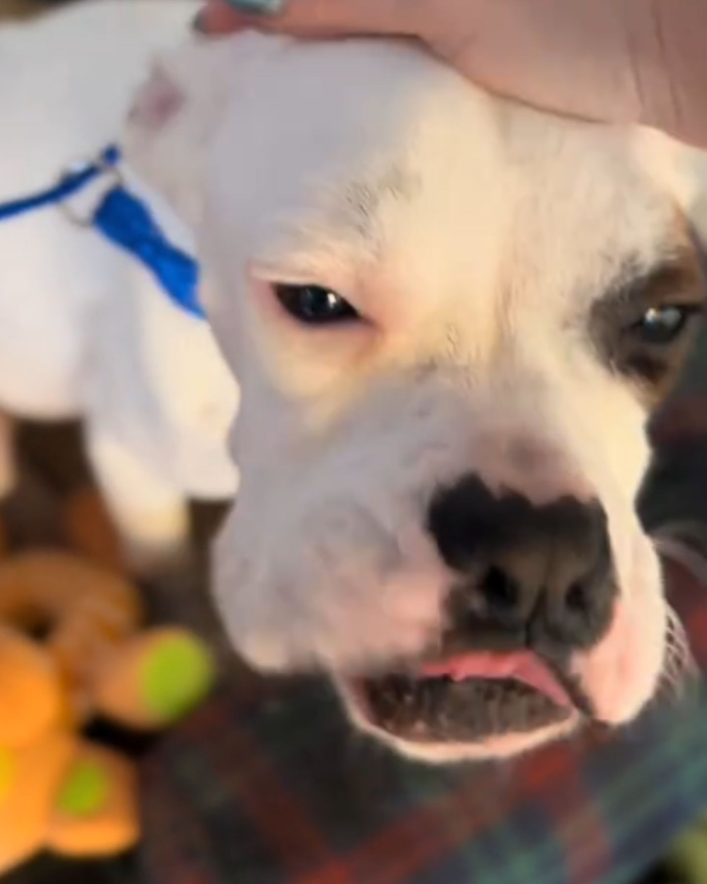 skinny dog ​​cuddles