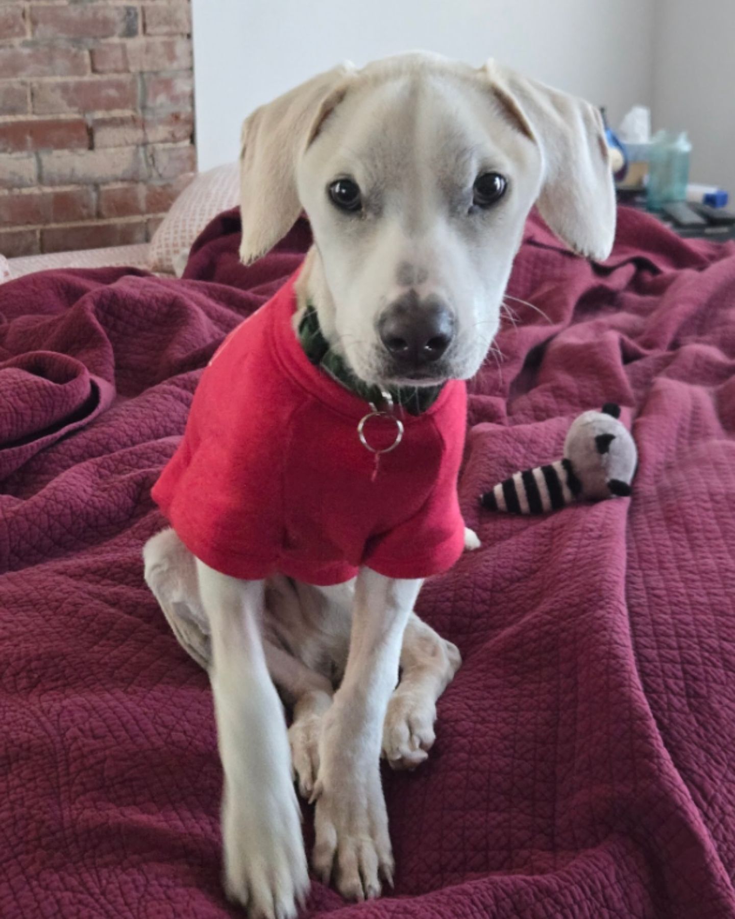 skinny dog ​​has clothes