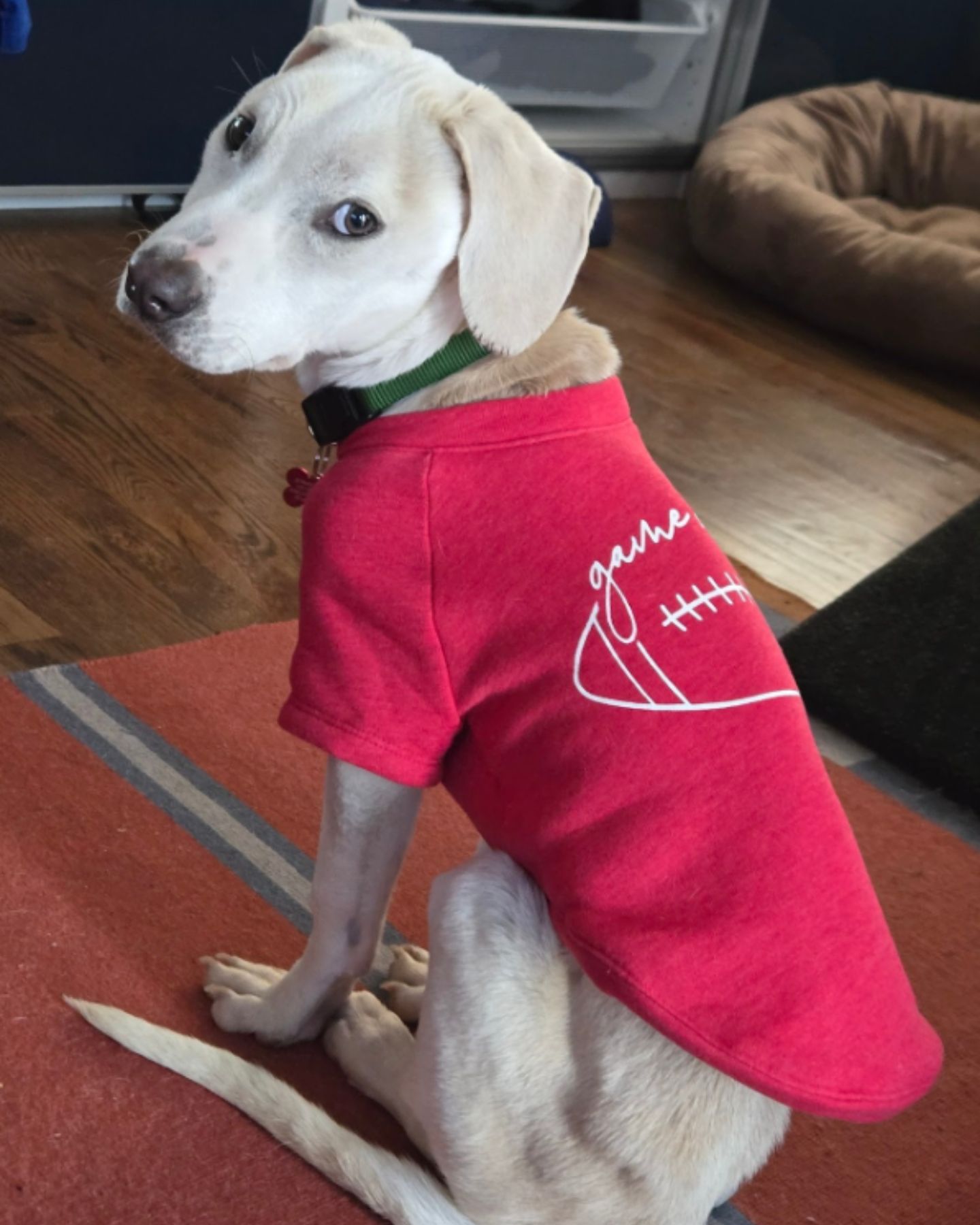 skinny dog ​​in a suit