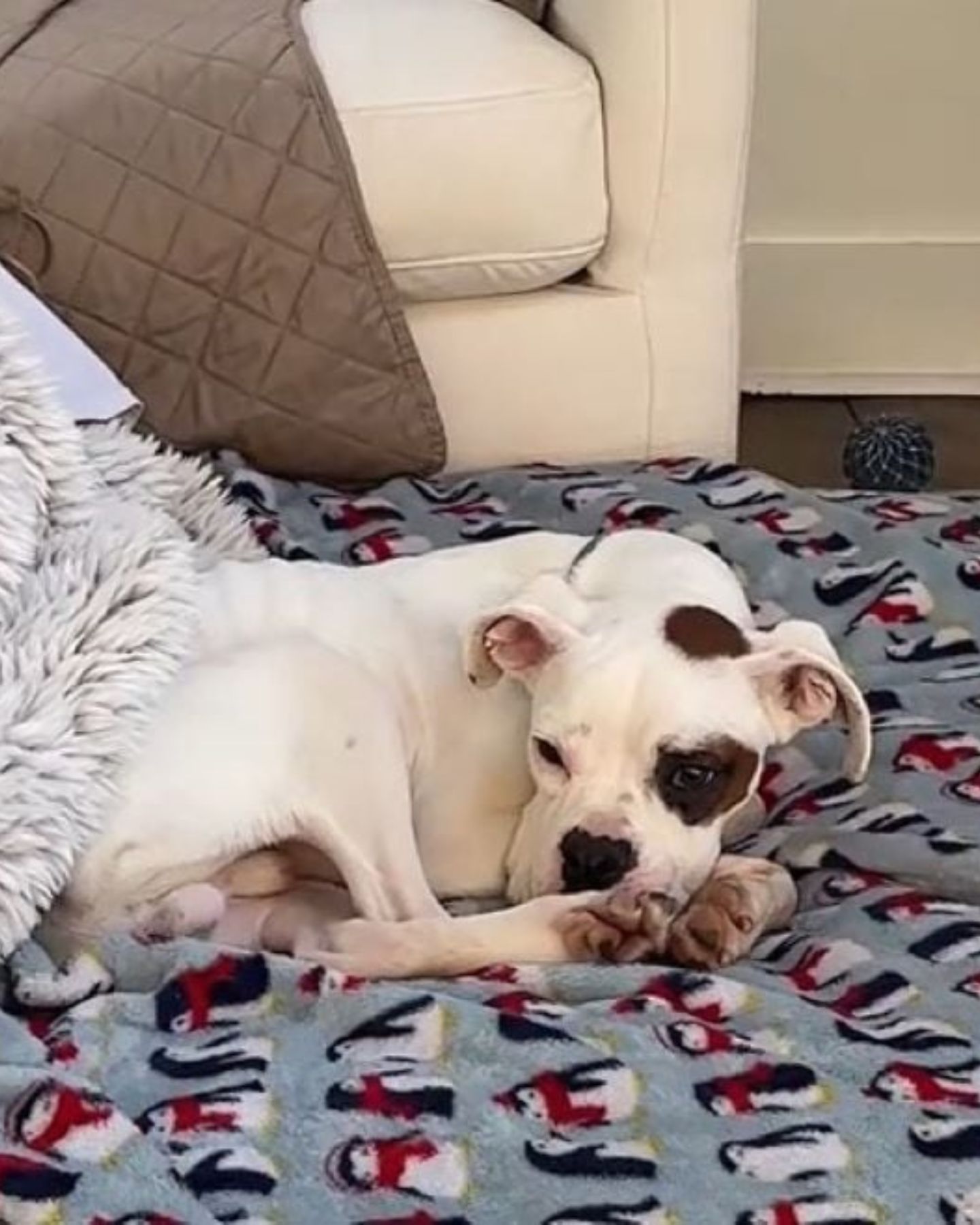 skinny dog ​​is lying in the house