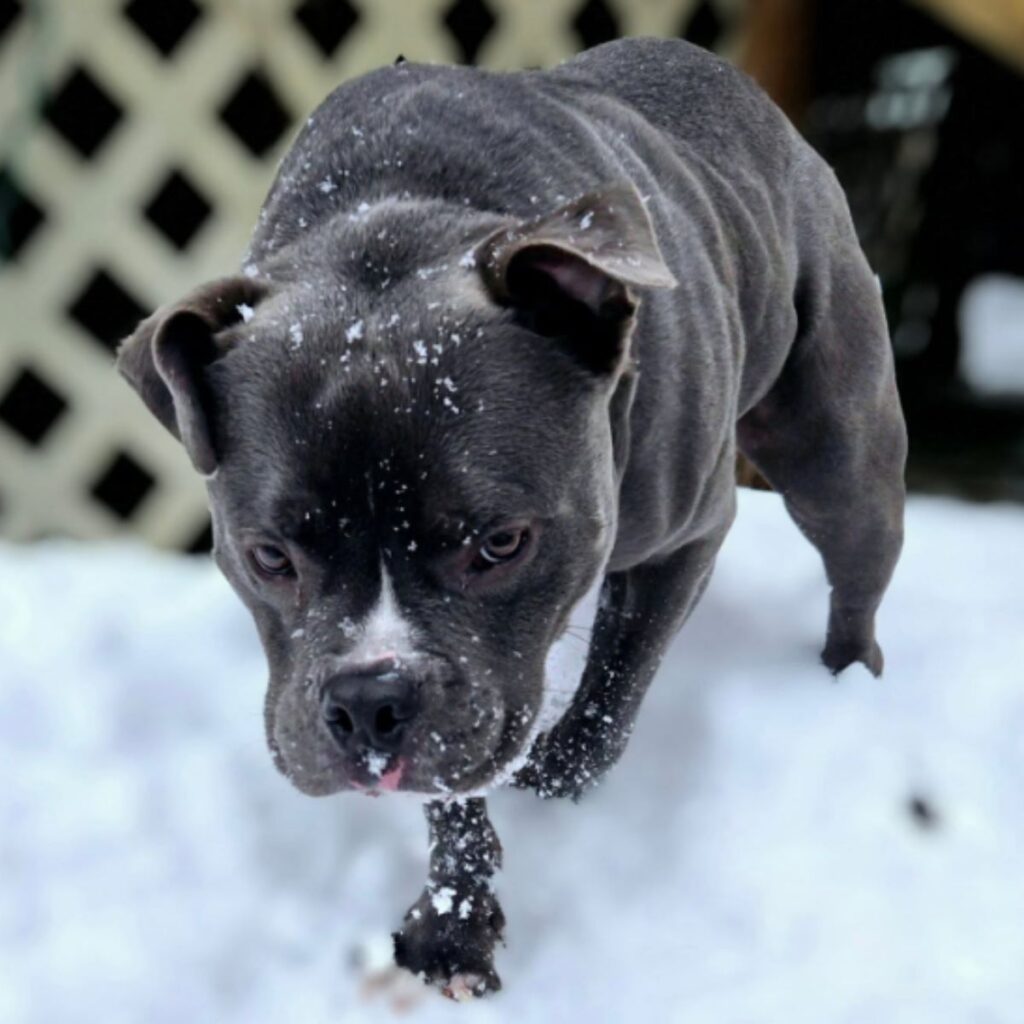 small black dog in the snow