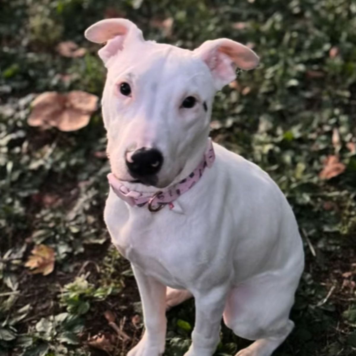 so cute dog paralyzed