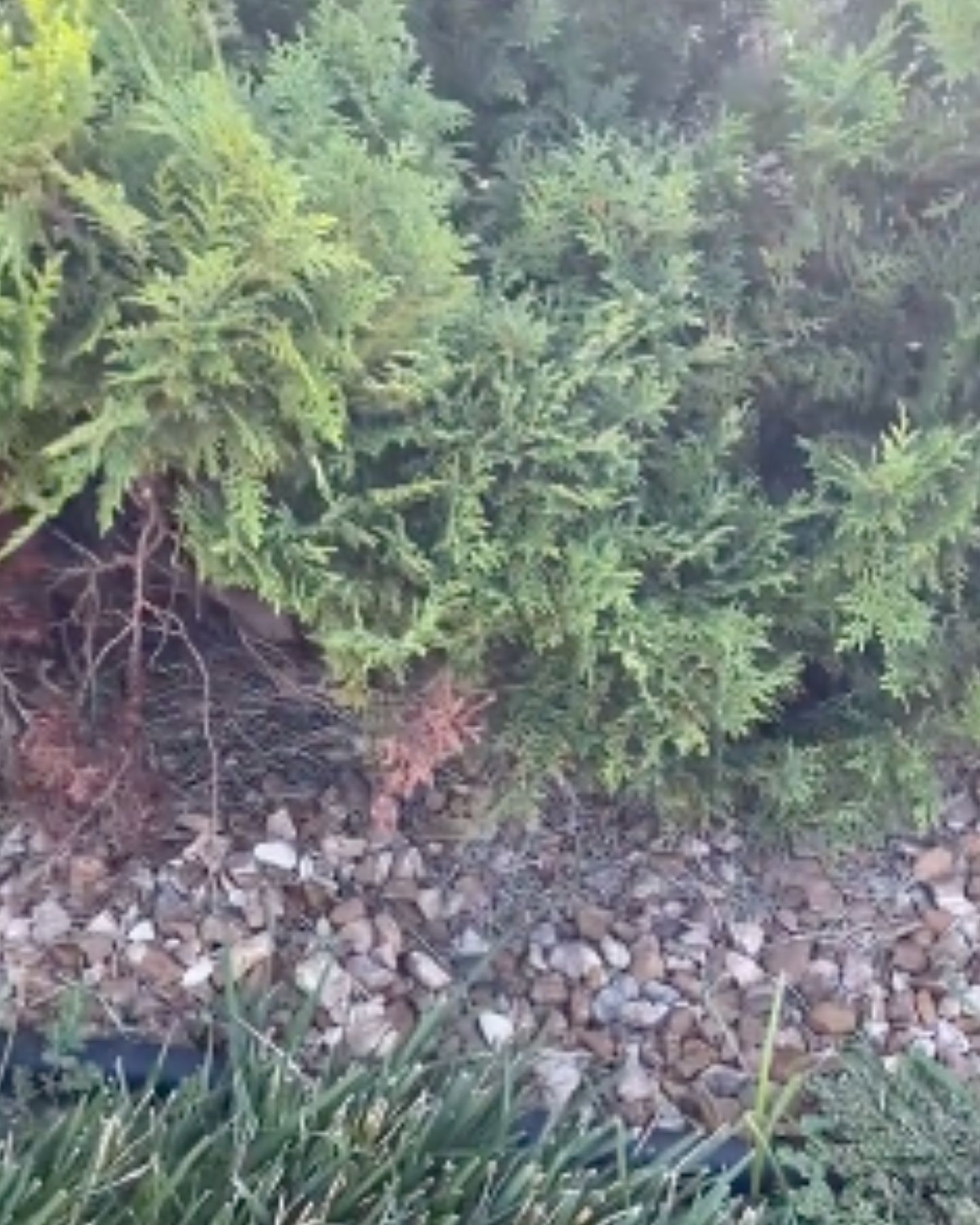 squeaky cat hiding in the bushes