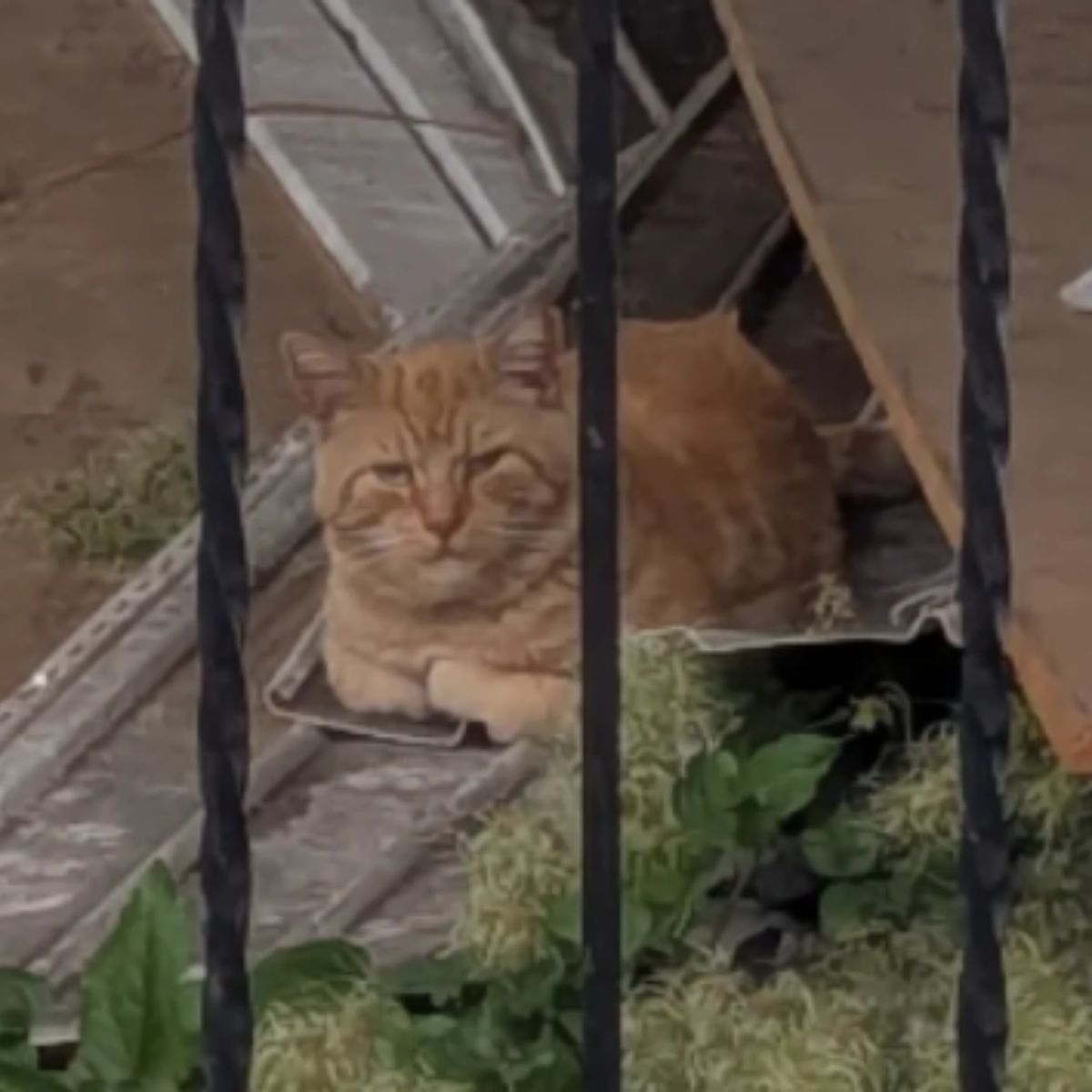 stray cat ginger