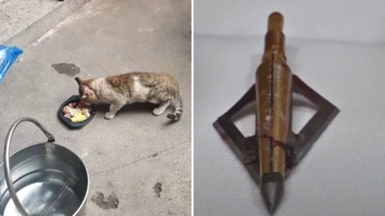 San Francisco Locals Thought A Cat Had A Nail In Its Head, Then They Learned A Startling Truth