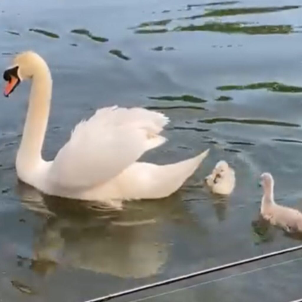 swan with small chicks in the water
