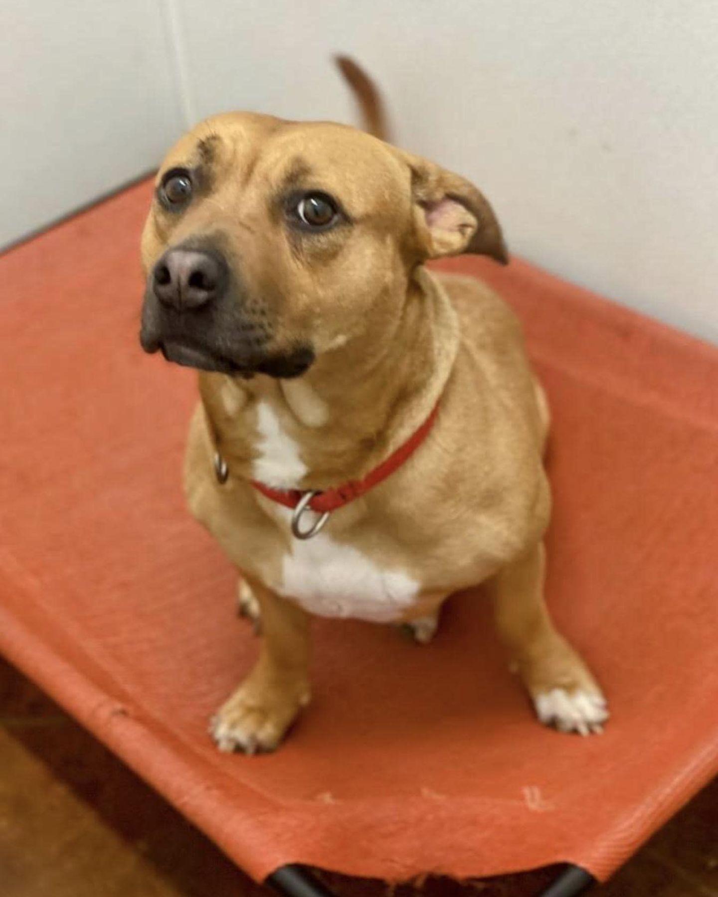 sweet mama dog looking