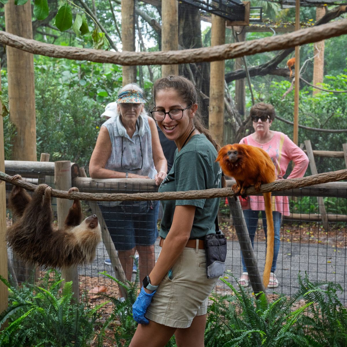 tamarins and sloths in the zoo