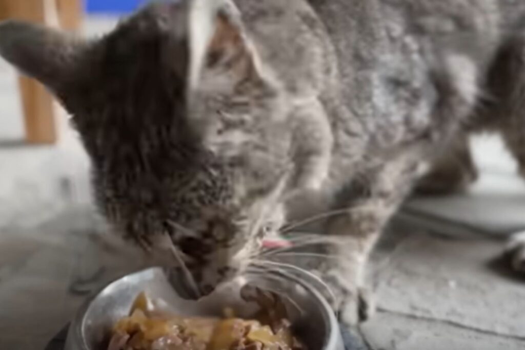 the cat eats food from a bowl