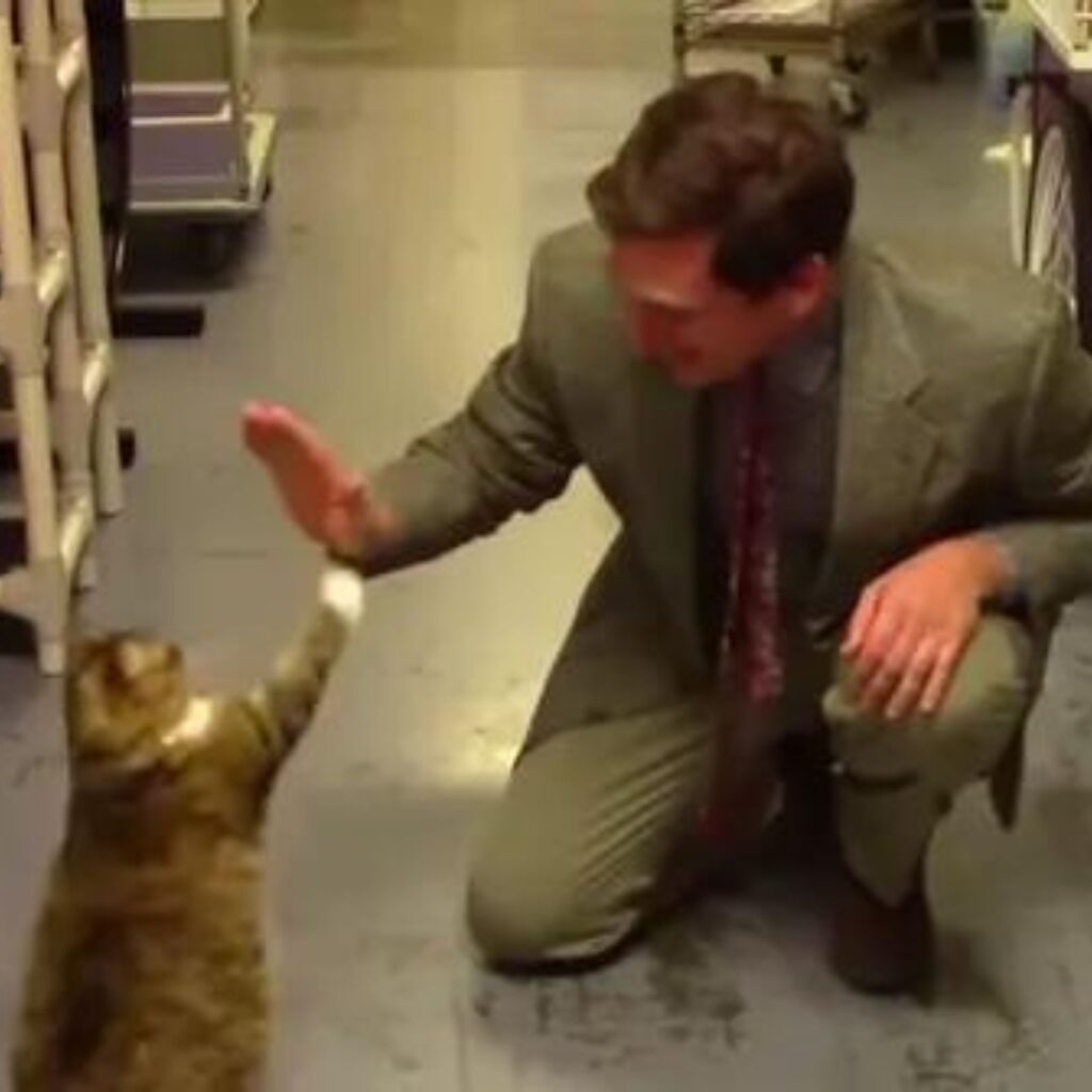 the cat gives a paw to the man