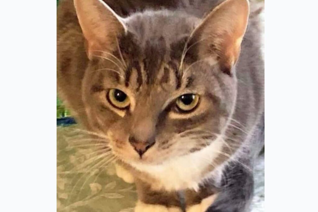 the cat is looking at the camera