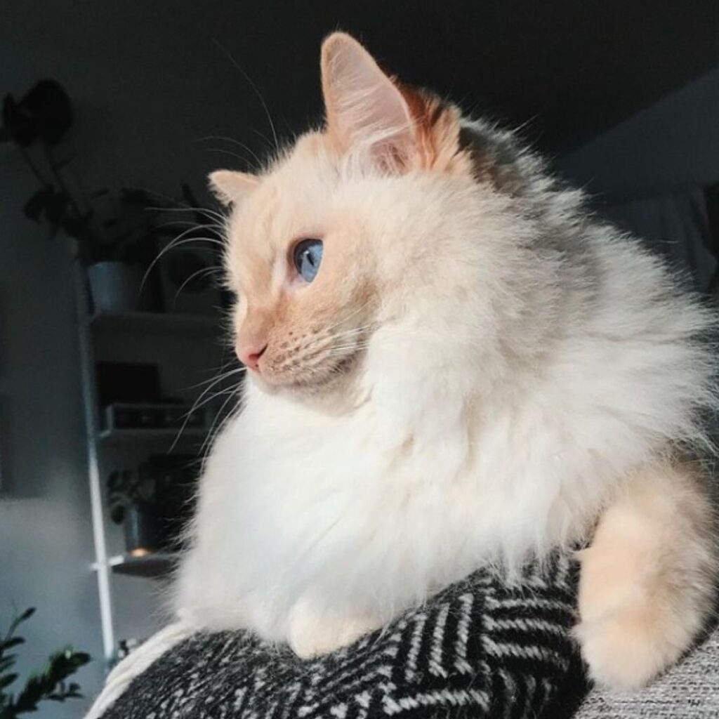 the cat is looking to the side