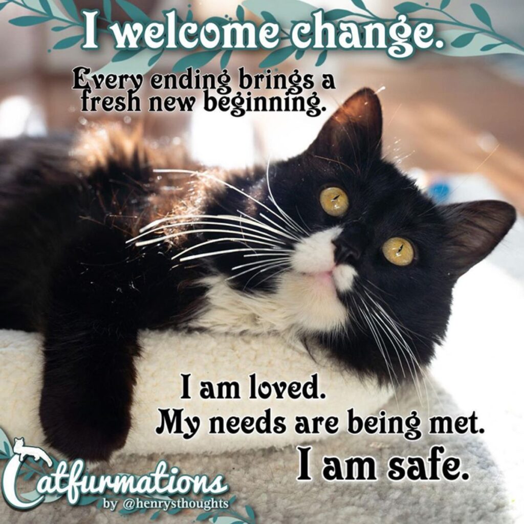 the cat is lying down