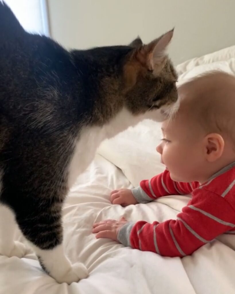 the cat is sniffing the boy