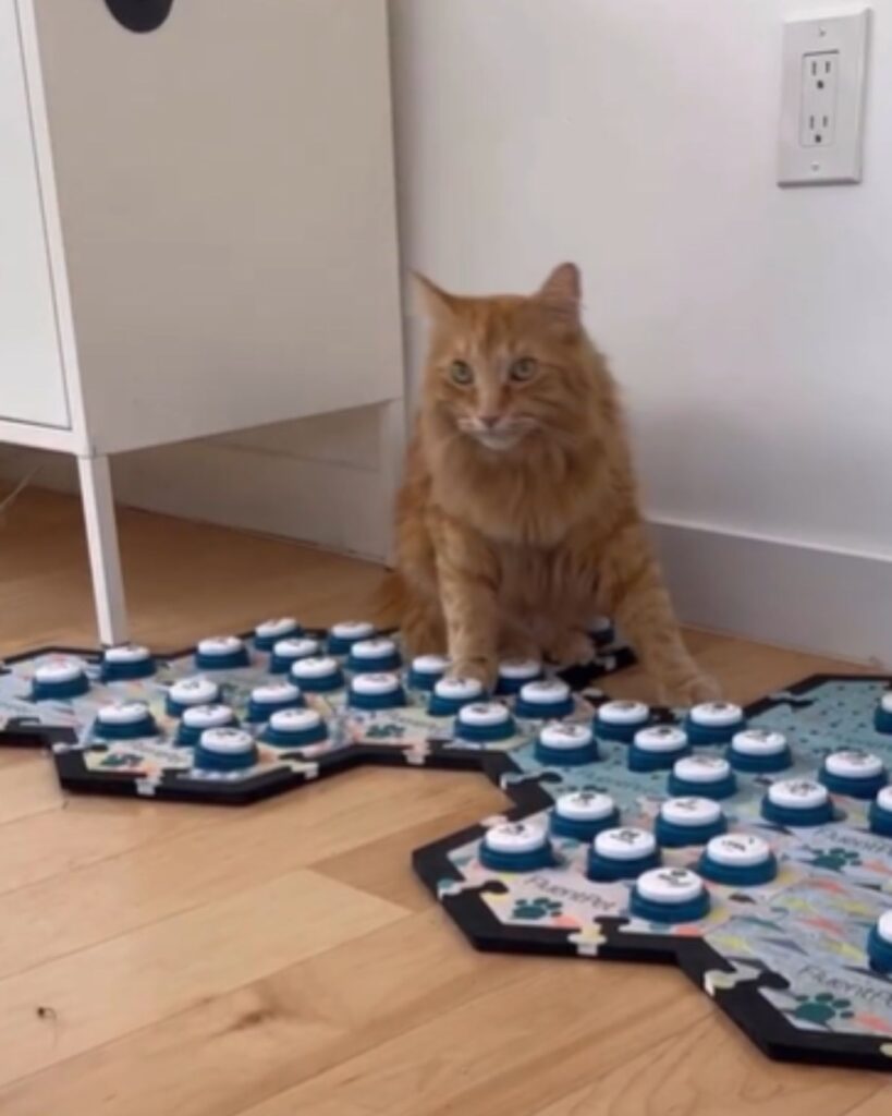 the cat is standing on the voice keys