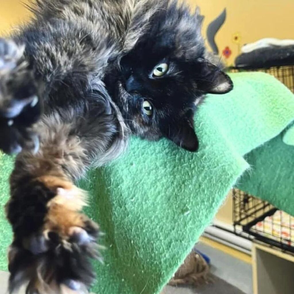 the cat is stretching