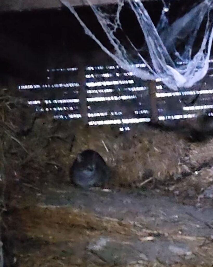 the cat lies under the shadows