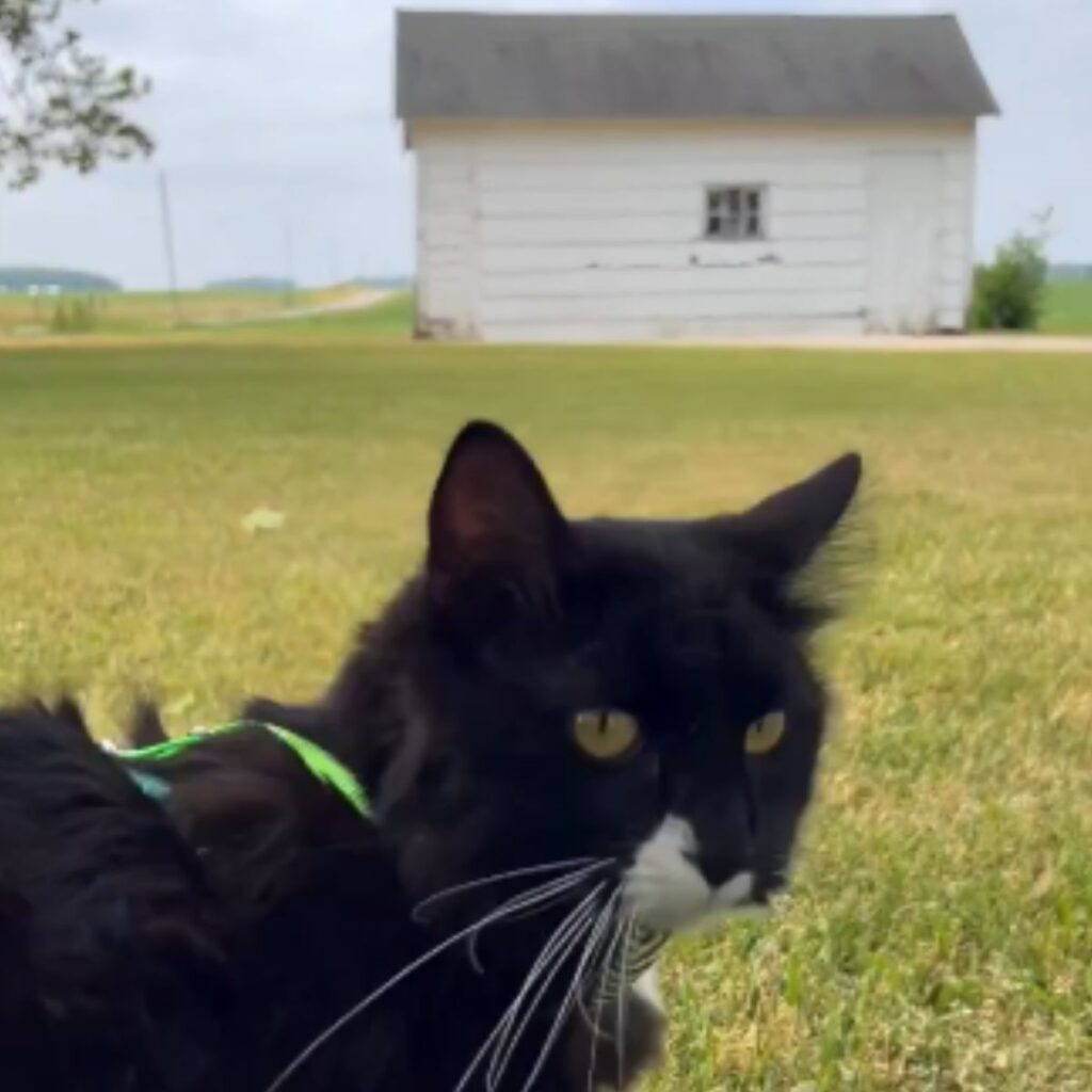 the cat turns around