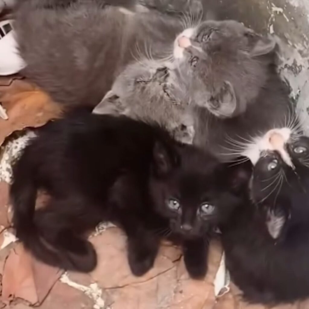 the cats lie next to each other