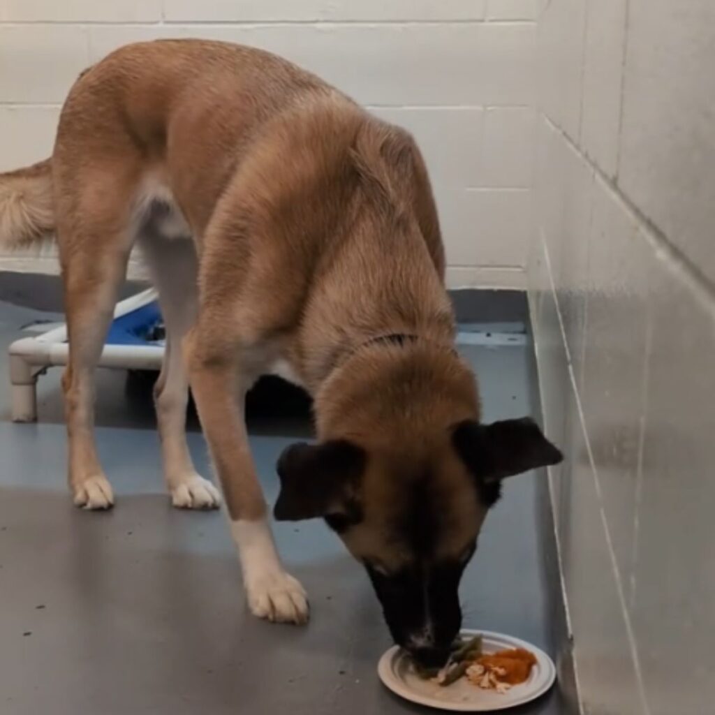the dog eats food from the plate