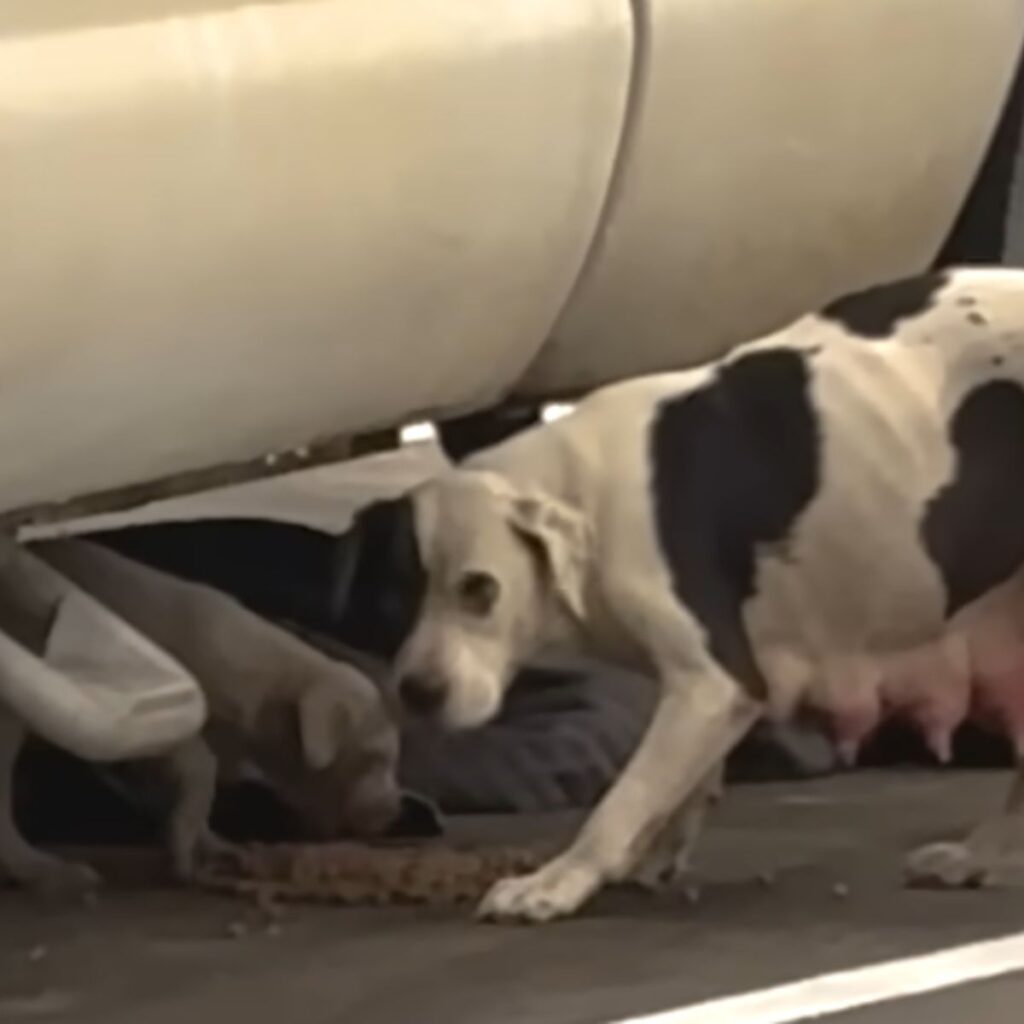 the dog finds its puppies