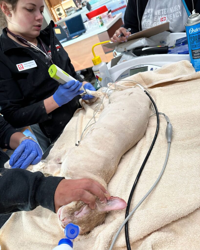 the dog is being examined by the vet