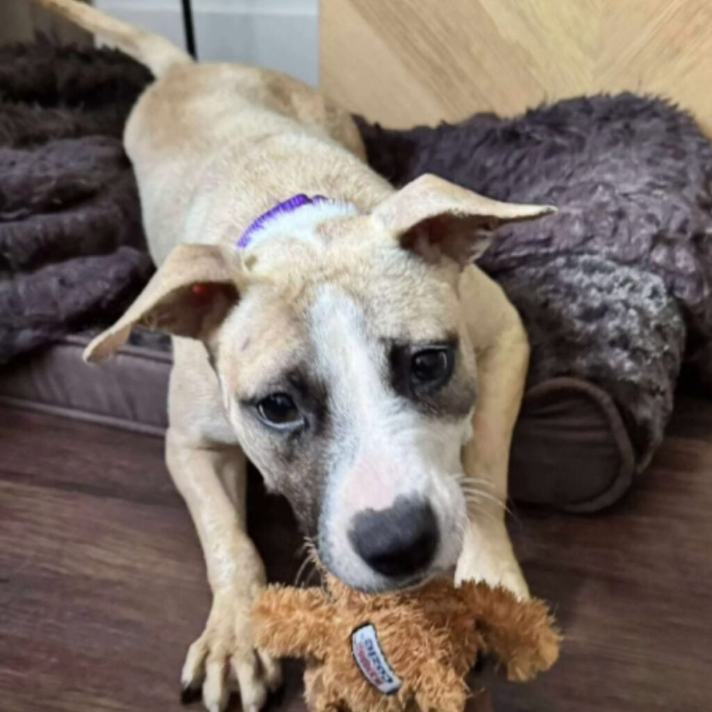 the dog is holding a toy in its mouth