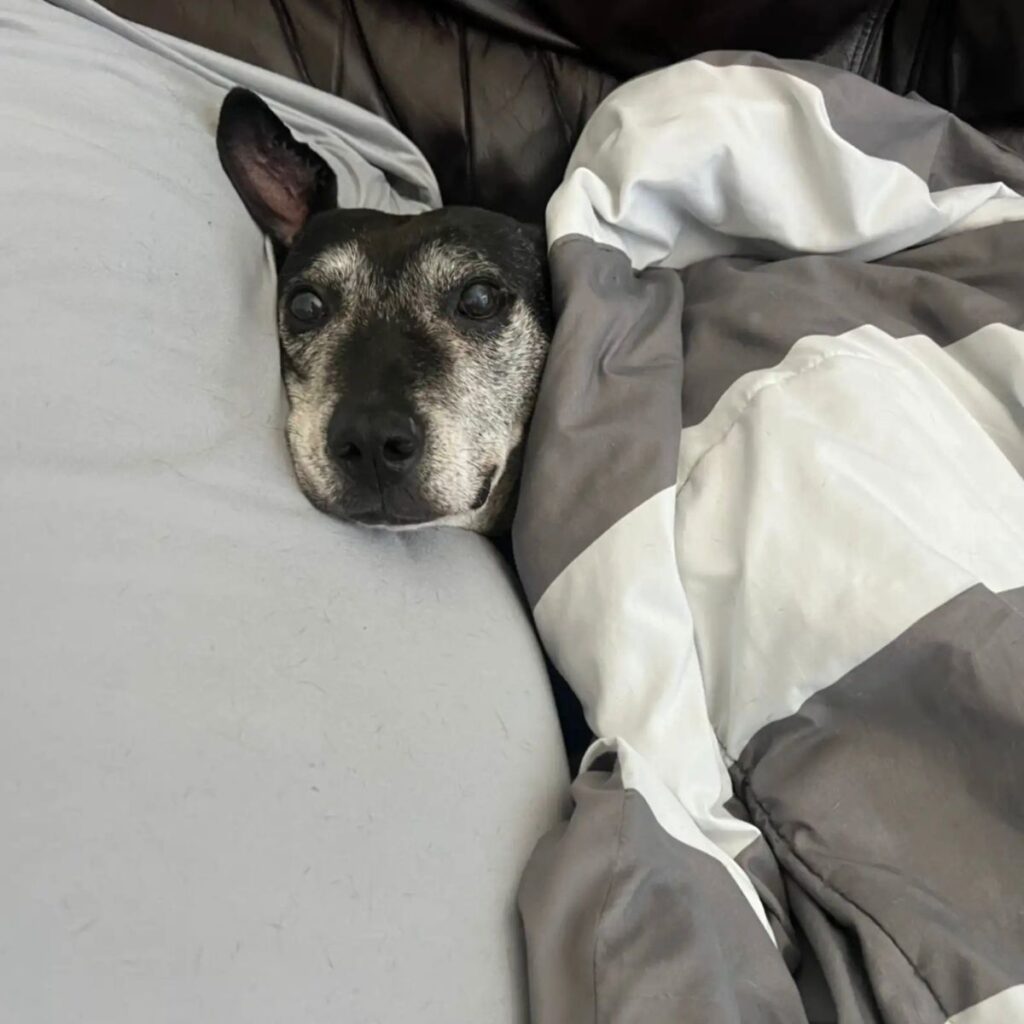 the dog is lying covered with a quilt
