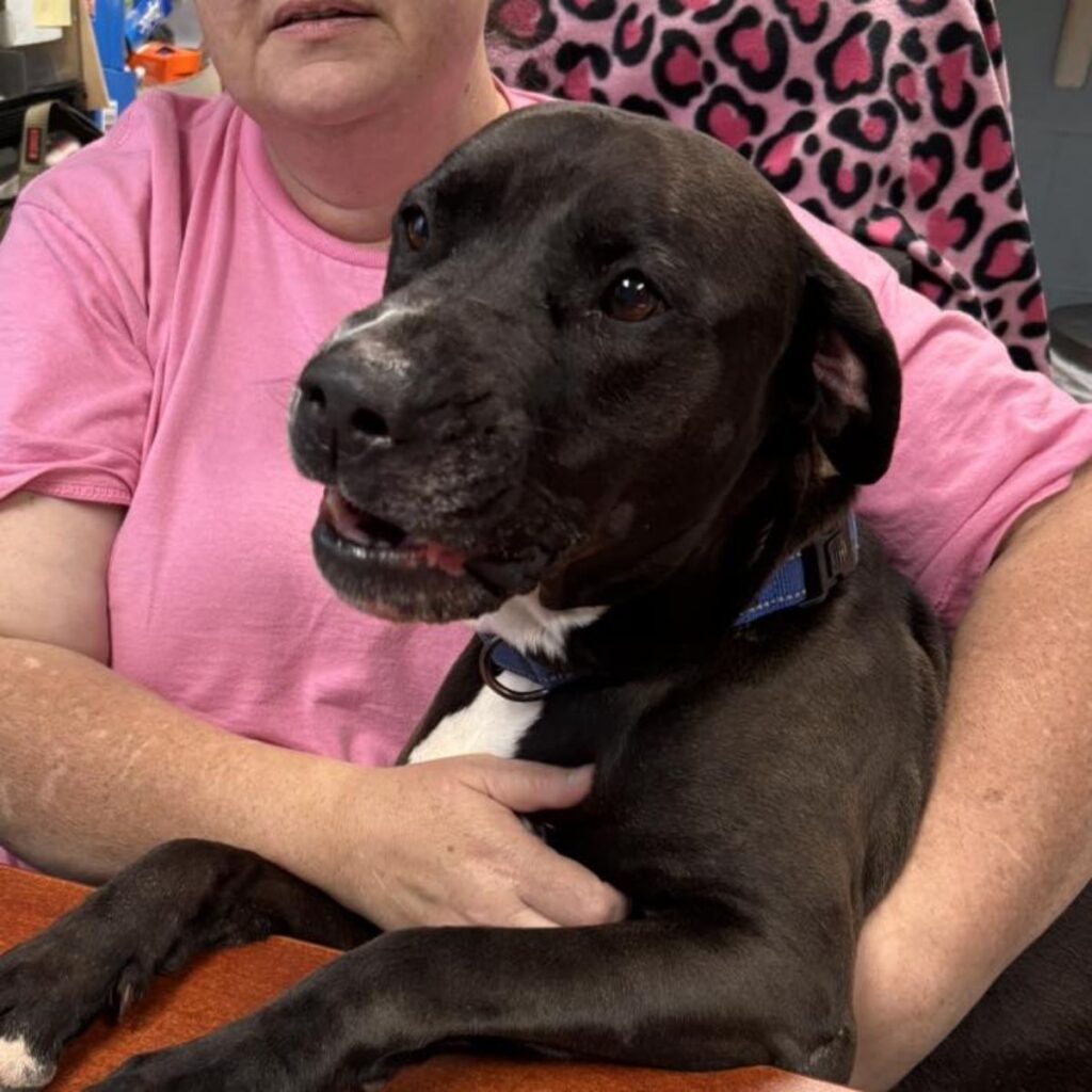 the dog is sitting on the woman's lap