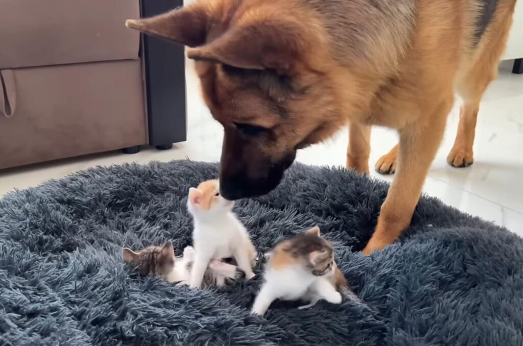 the dog is sniffing the kittens