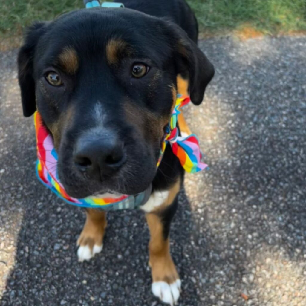 the dog is standing and looking at the camera