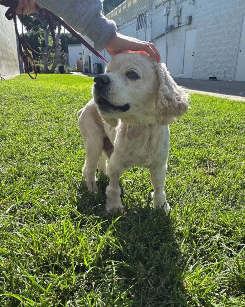 the dog is standing on a leash and the woman is stroking him