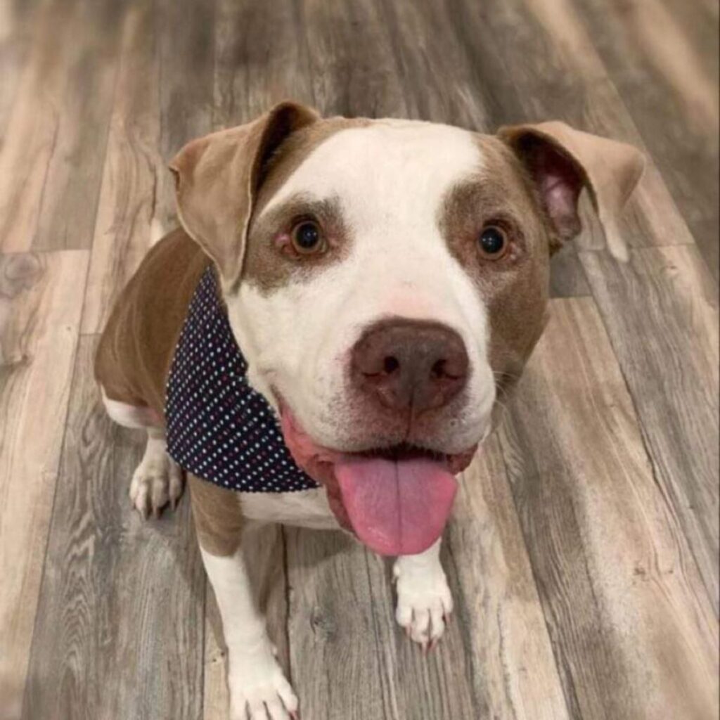 the dog looks at the owner