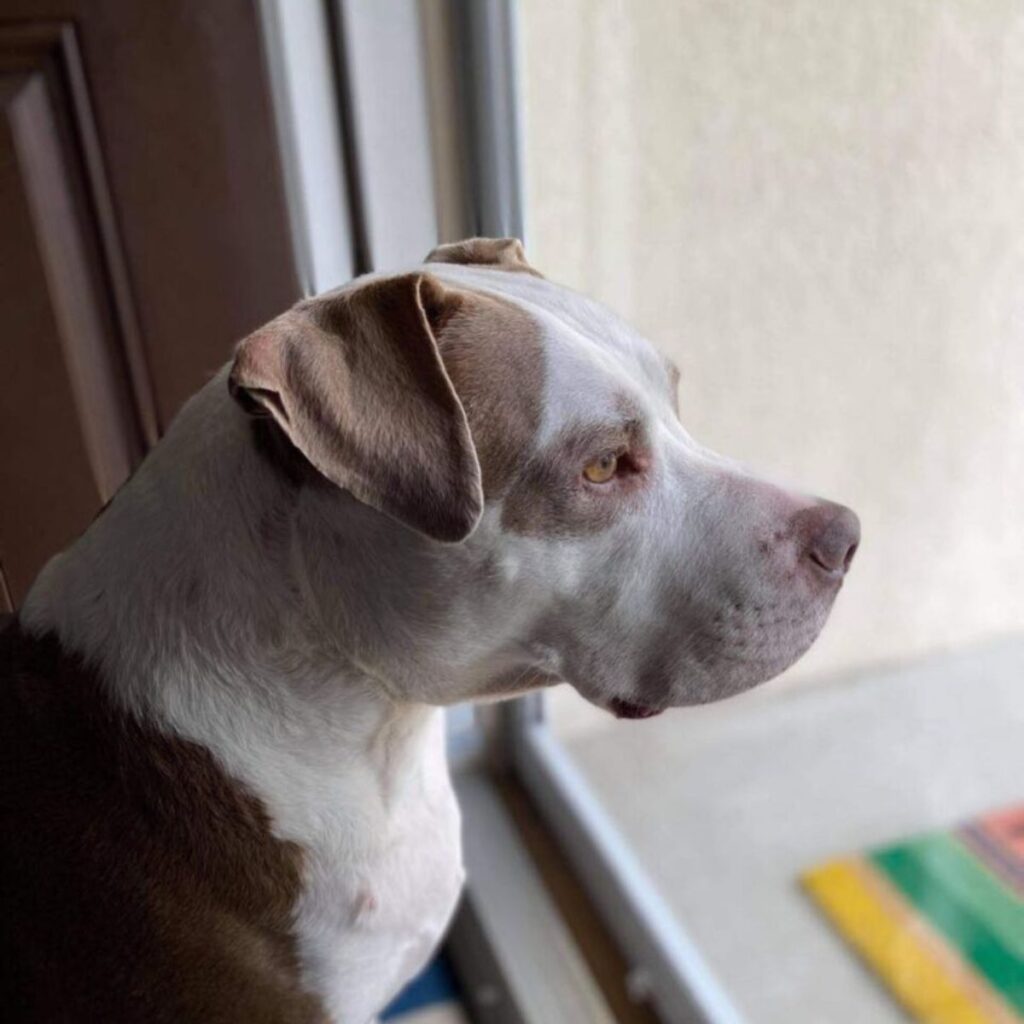 the dog looks out the window